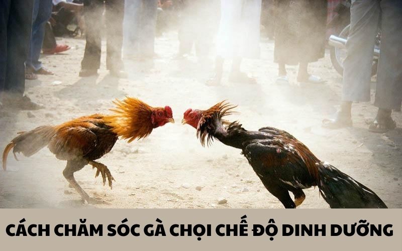 Chăm sóc gà chọi đúng với chế độ dinh dưỡng chuẩn