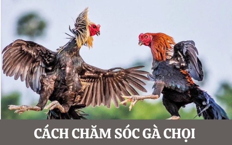 Cách Chăm Sóc Gà Chọi Thi Đấu Thông Tin Dành Cho Mọi Sư Kê