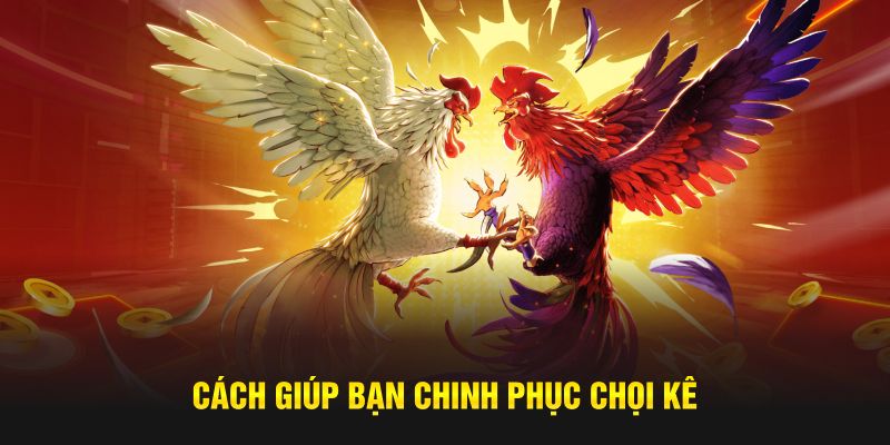 Cách giúp bạn chinh phục chọi kê