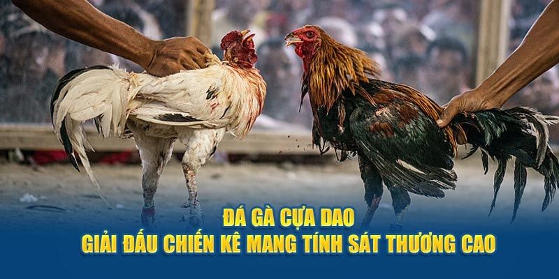 Chất lượng trực tiếp đá gà tại trang cá cược U888