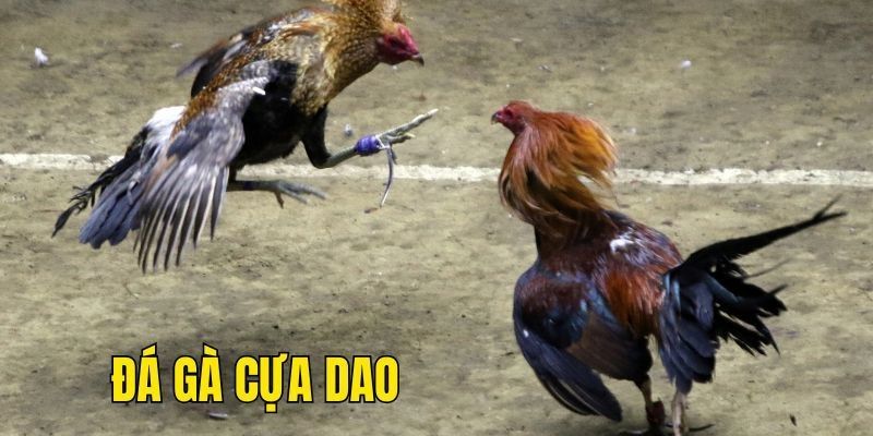 Bật mí những thông tin khi trải nghiệm đá gà cựa dao