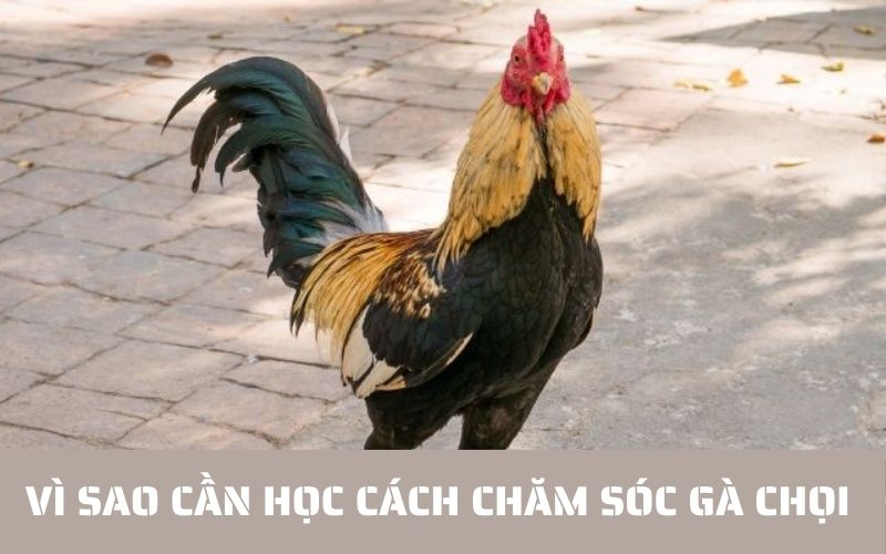 Vì sao cần biết cách chăm sóc gà chọi đúng